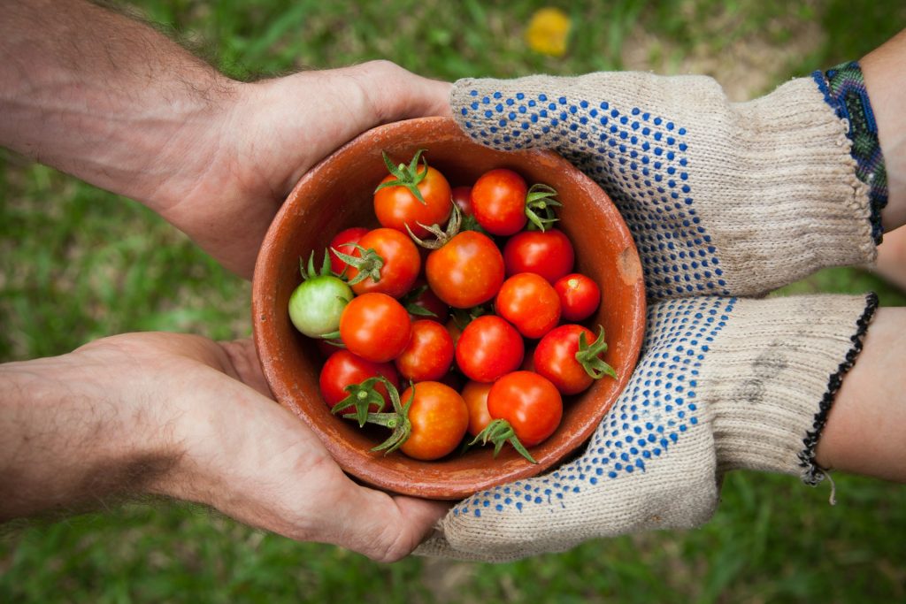 Meseriile din agricultură, redescoperite: mai mult decât muncă de sezon Meseriile din agricultură, redescoperite: mai mult decât muncă de sezon